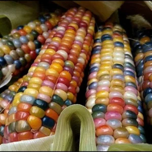 Heirloom Glass Gem Corn Seeds - 50 Count - Rainbow Edible Popcorn & Flour - Image 5