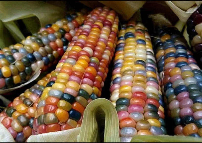 Heirloom Glass Gem Corn Seeds - 50 Count - Rainbow Edible Popcorn & Flour - Image 5