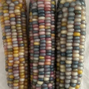 Heirloom Glass Gem Corn Seeds - 50 Count - Rainbow Edible Popcorn & Flour - Image 6