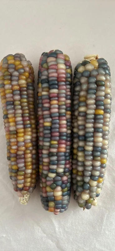 Heirloom Glass Gem Corn Seeds - 50 Count - Rainbow Edible Popcorn & Flour - Image 6