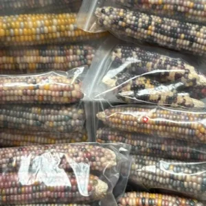 Heirloom Glass Gem Corn Seeds - 50 Count - Rainbow Edible Popcorn & Flour - Image 7
