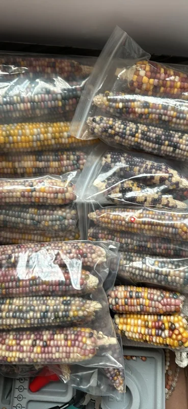 Heirloom Glass Gem Corn Seeds - 50 Count - Rainbow Edible Popcorn & Flour - Image 7
