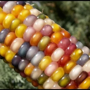 Heirloom Glass Gem Corn Seeds - 50 Count - Rainbow Edible Popcorn & Flour - Image 8