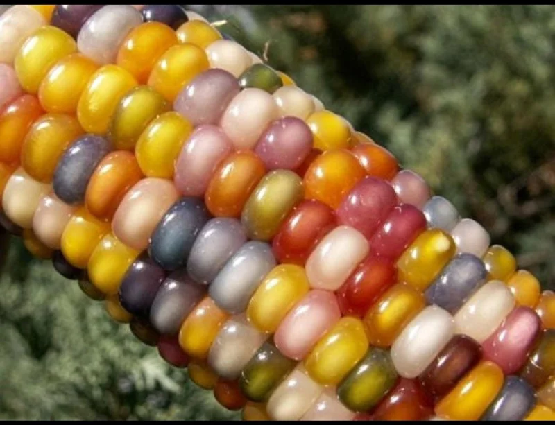 Heirloom Glass Gem Corn Seeds - 50 Count - Rainbow Edible Popcorn & Flour - Image 8