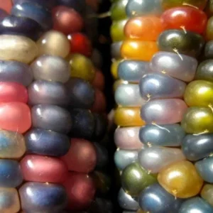 Heirloom Glass Gem Corn Seeds - 50 Count - Rainbow Edible Popcorn & Flour - Image 9