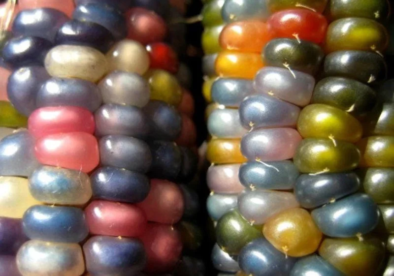 Heirloom Glass Gem Corn Seeds - 50 Count - Rainbow Edible Popcorn & Flour - Image 9