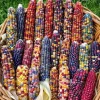 Heirloom Glass Gem Corn Seeds - 50 Count - Rainbow Edible Popcorn & Flour - Image 1
