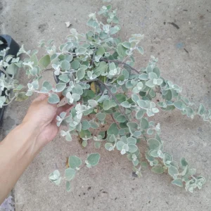 Helichrysum Licorice Plant Live Plant – 1 Gallon Pot – Outdoor Shrub - Image 2