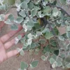 Helichrysum Licorice Plant Live Plant – 1 Gallon Pot – Outdoor Shrub - Image 1