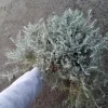 Helichrysum Silver Stitch Live Plant – 1 Gallon Pot – Outdoor Foliage - Image 1