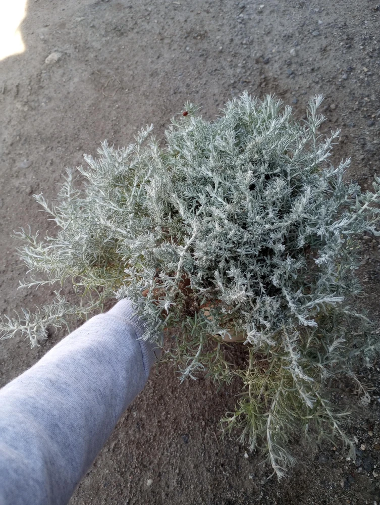 Helichrysum Silver Stitch Live Plant – 1 Gallon Pot – Outdoor Foliage - Image 1