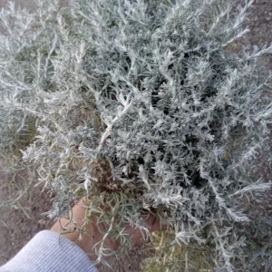Helichrysum Silver Stitch Live Plant – 1 Gallon Pot – Outdoor Foliage - Image 2