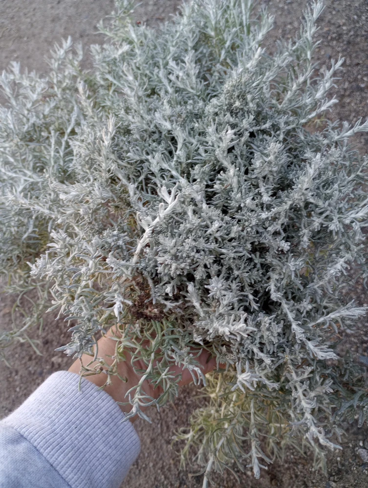 Helichrysum Silver Stitch Live Plant – 1 Gallon Pot – Outdoor Foliage - Image 2