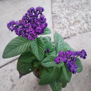 Heliotrope Marine Blue Live Plant – 6 inch Pot – Fragrant Outdoor Flower - Image 3