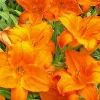 Hemerocallis Endlessly Orange Daylily Live Plant Root Perennial - Image 1