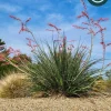 Hesperaloe 'Pink Desert' Starter Plant - Red Yucca Live Plant, Pollinator Friendly, Drought Tolerant - Image 1