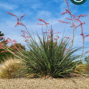 Hesperaloe 'Pink Desert' Starter Plant - Red Yucca Live Plant, Pollinator Friendly, Drought Tolerant - Image 1