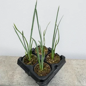 Hesperaloe 'Pink Desert' Starter Plant - Red Yucca Live Plant, Pollinator Friendly, Drought Tolerant - Image 6