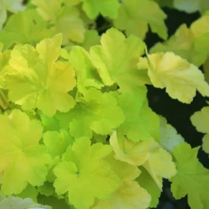 Heuchera Citronelle Coral Bells Live Starter Plant 2.5x3.5 inch pot Outdoor - Image 2