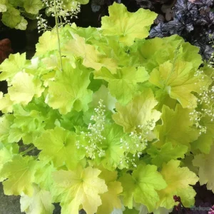 Heuchera Citronelle Coral Bells Live Starter Plant 2.5x3.5 inch pot Outdoor - Image 3