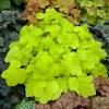 Heuchera Citronelle Coral Bells Live Starter Plant 2.5x3.5 inch pot Outdoor - Image 1