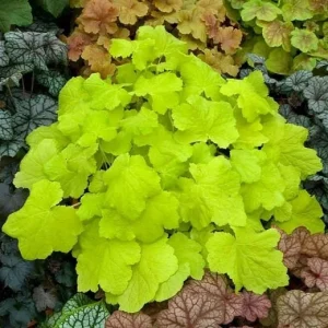 Heuchera Citronelle Coral Bells Live Starter Plant 2.5x3.5 inch pot Outdoor - Image 1