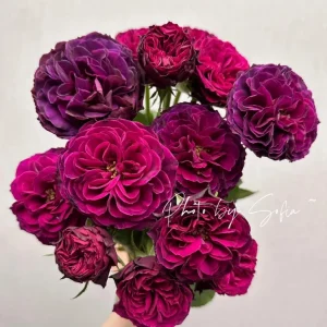 Hiraku Rose Live Plant - Blue-Purple Cupped Blooms, 80-100 cm Tall, Shrub - Image 2
