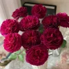 Hiraku Rose Live Plant - Blue-Purple Cupped Blooms, 80-100 cm Tall, Shrub - Image 1