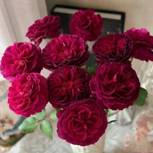 Hiraku Rose Live Plant - Blue-Purple Cupped Blooms, 80-100 cm Tall, Shrub - Image 1