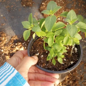 Holy Basil Tulsi Live Plant – 6-inch Pot – Sacred Herbs – Indoor/Outdoor - Image 2