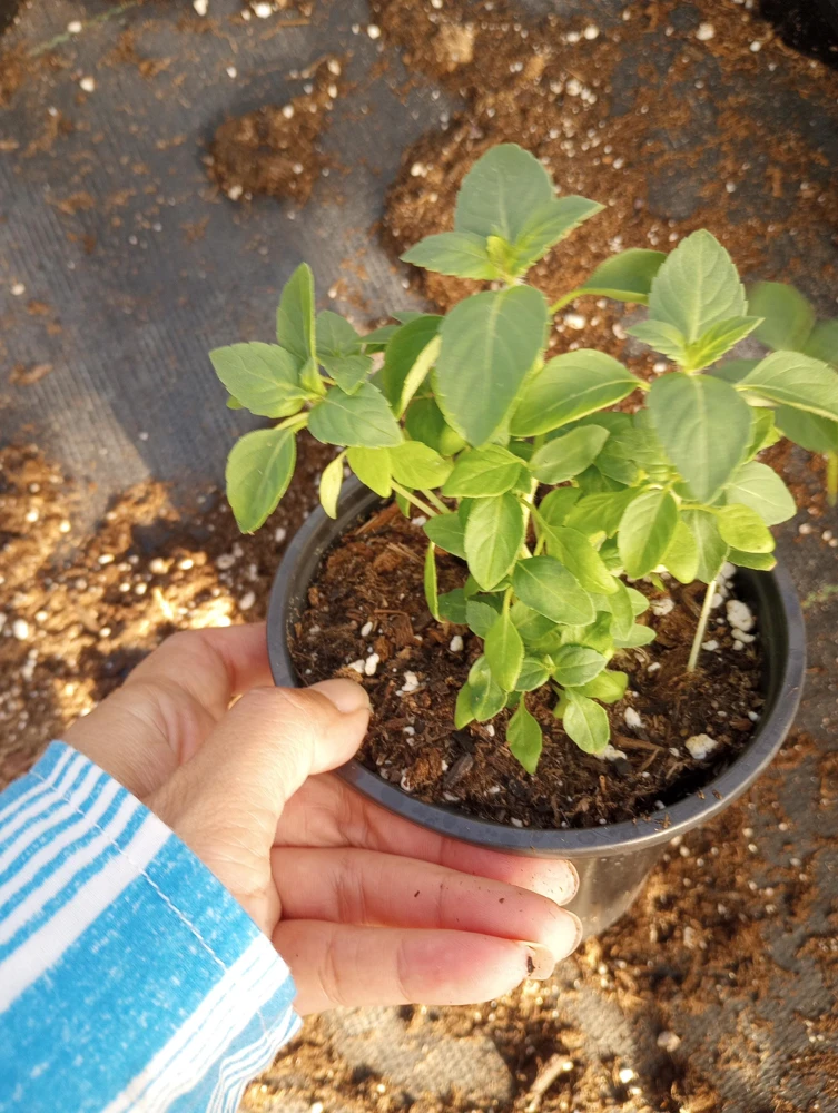 Holy Basil Tulsi Live Plant – 6-inch Pot – Sacred Herbs – Indoor/Outdoor - Image 2