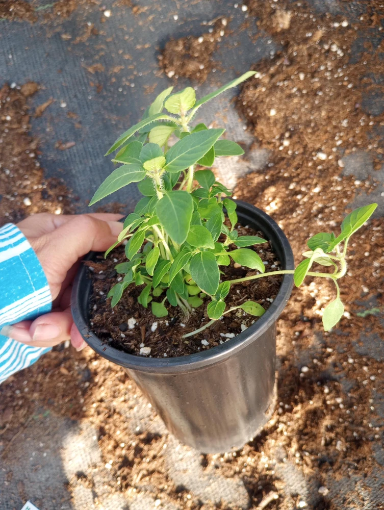 Holy Basil Tulsi Live Plant – 6-inch Pot – Sacred Herbs – Indoor/Outdoor - Image 3