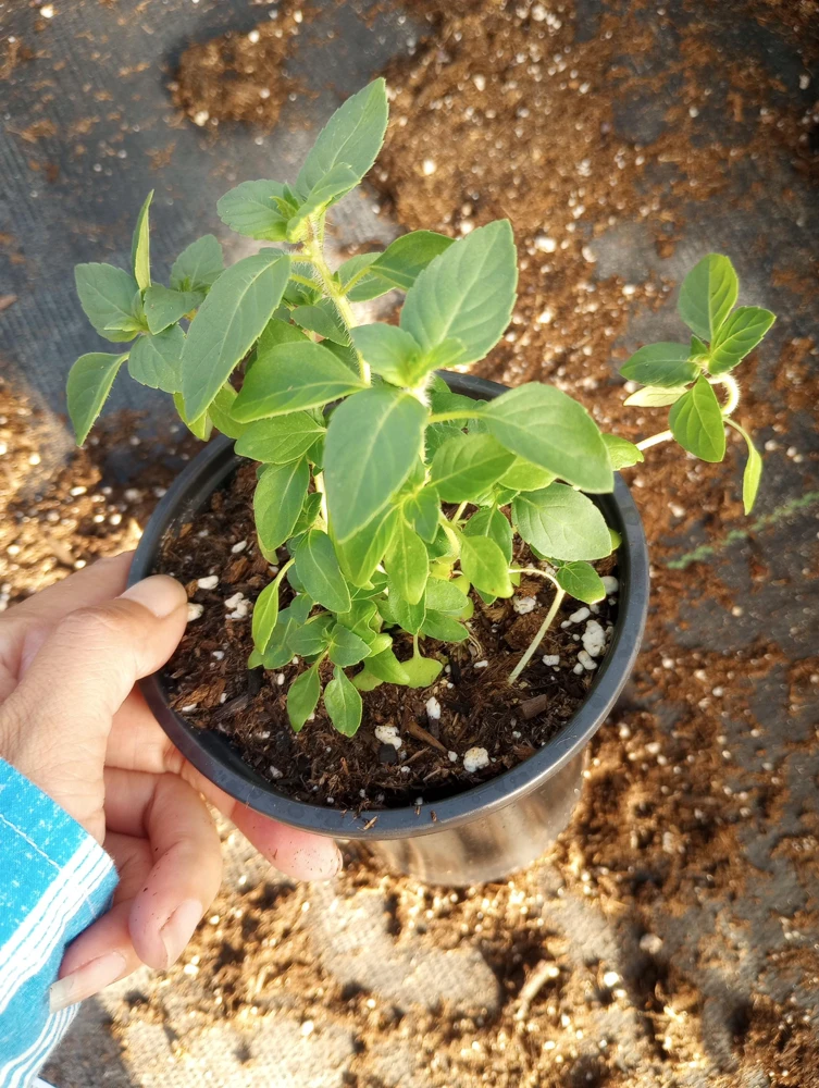 Holy Basil Tulsi Live Plant – 6-inch Pot – Sacred Herbs – Indoor/Outdoor - Image 1