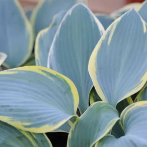 Hosta 'First Frost' Live Plant - Blue-Green & Yellow Foliage Starter Plant - Image 2