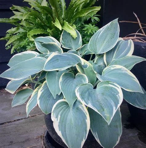Hosta 'First Frost' Live Plant - Blue-Green & Yellow Foliage Starter Plant - Image 3