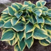 Hosta 'First Frost' Live Plant - Blue-Green & Yellow Foliage Starter Plant - Image 1