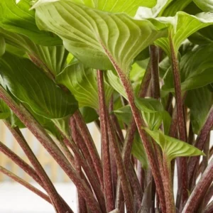 Hosta 'Raspberry Sundae' Live Plant - Variegated Foliage, Purple Flowers, 2.5