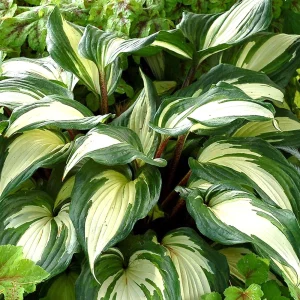 Hosta 'Raspberry Sundae' Live Plant - Variegated Foliage, Purple Flowers, 2.5