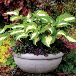 Hosta 'Raspberry Sundae' Live Plant - Variegated Foliage, Purple Flowers, 2.5