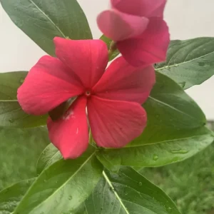 Hot Pink Periwinkle Vinca Seeds - Dwarf Annual Flower, Full Sun, USDA Zones 3-10 - Image 3