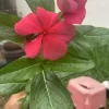 Hot Pink Periwinkle Vinca Seeds - Dwarf Annual Flower, Full Sun, USDA Zones 3-10 - Image 1
