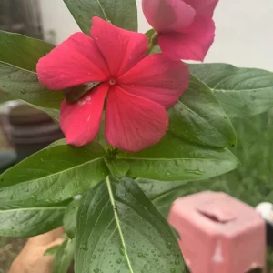 Hot Pink Periwinkle Vinca Seeds - Dwarf Annual Flower, Full Sun, USDA Zones 3-10 - Image 1