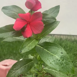 Hot Pink Periwinkle Vinca Seeds - Dwarf Annual Flower, Full Sun, USDA Zones 3-10 - Image 5