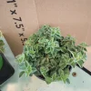 Hot & Spicy Oregano Live Plant – 4 Inch Pot – Aromatic Culinary Herb - Image 1