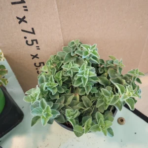 Hot & Spicy Oregano Live Plant – 4 Inch Pot – Aromatic Culinary Herb - Image 1