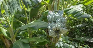 how to grow blue java banana