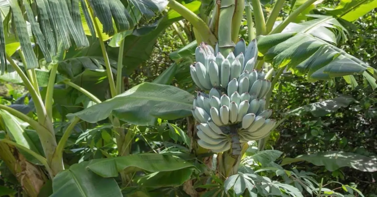 How to Grow Blue Java Banana Trees: A Beginner's Guide - Garden Plant ...