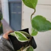 Hoya Carnosa Krimson Queen Live Plant – 4 inch Pot – Indoor Wax Plant - Image 1