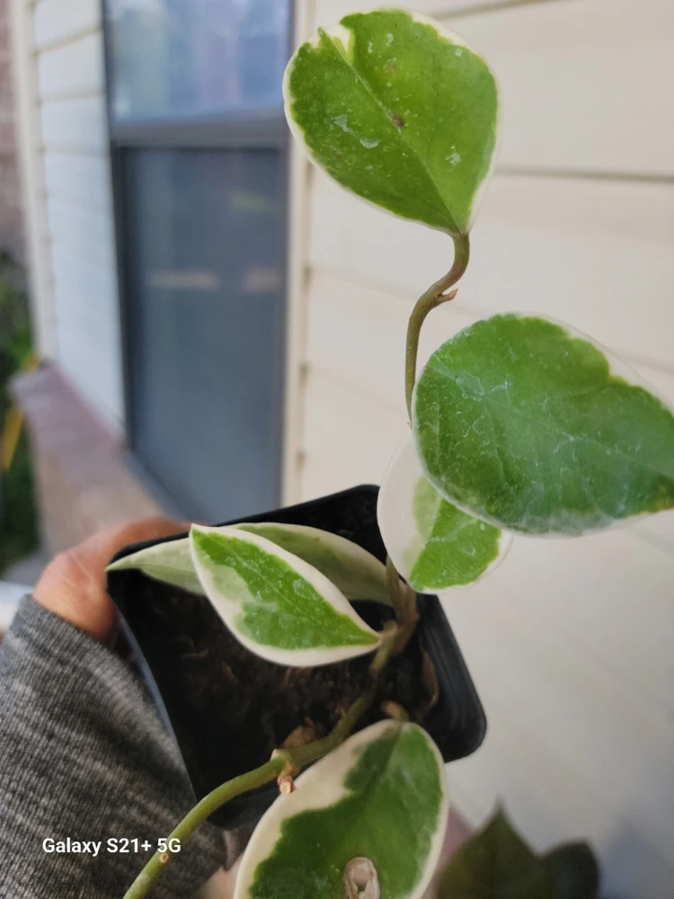 Hoya Carnosa Krimson Queen Live Plant – 4 inch Pot – Indoor Wax Plant - Image 1