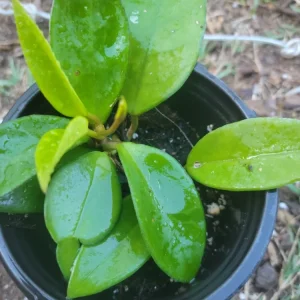 Hoya Chelsea Live Plant – Indoor Wax Plant in 4-inch Pot - Image 2
